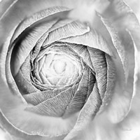 Ranunculus Abstract I BW Light Fine Art Print