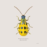 Adorning Coleoptera VII Sq Golden Framed Print