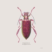 Adorning Coleoptera VI Sq Claret Framed Print