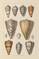Shell Assorment II Framed Print