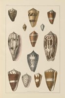 Shell Assorment I Framed Print
