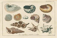 Shell Etchings I Fine Art Print