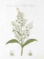 Botany Book XI White Green Fine Art Print