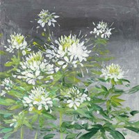 Farmhouse Cleome II Fine Art Print