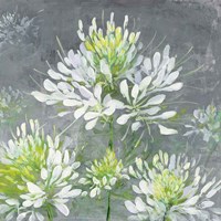 Farmhouse Cleome I Fine Art Print