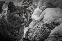 Cat and the Snow Fine Art Print