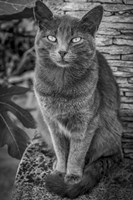 Cat Sitting on Rock Fine Art Print