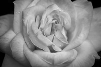 Monochrome Flower 03 Fine Art Print