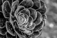 Monochrome Flower 27 Fine Art Print