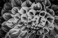 Monochrome Flower 33 Fine Art Print