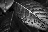 Monochrome Flower 38 Fine Art Print