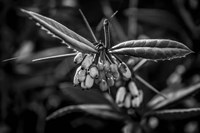 Monochrome Flower 55 Fine Art Print