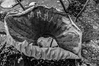 Monochrome Flower 63 Fine Art Print