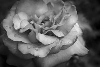Monochrome Flower 67 Fine Art Print