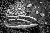 Monochrome Flower 73 Fine Art Print