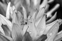 Monochrome Flower 76 Fine Art Print