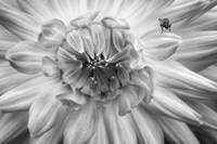 Monochrome Flower 78 Fine Art Print