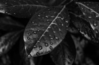 Monochrome Flower 79 Fine Art Print