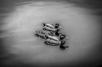 Three Little Ducks Fine Art Print