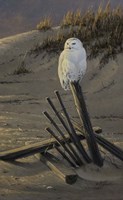 Dune Watcher - Snowy Owl Fine Art Print