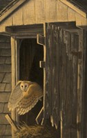 Out of the Darkness - Barn Owl Fine Art Print