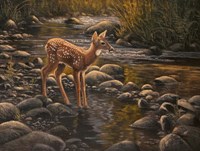 Water's Edge - Fawn Fine Art Print