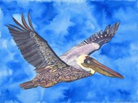 Flying Pelican Fine Art Print