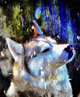 Husky Enjoying the Snow Fine Art Print
