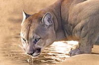 Cougar Drinking Water Fine Art Print