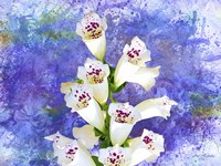 Foxgloves Fine Art Print