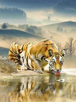 Tiger Drinking Water Fine Art Print