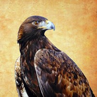 Eagle King Fine Art Print