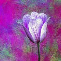 Pink And Purple Fine Art Print