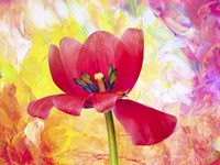 Poppy Beauty Fine Art Print