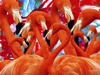 Red Flamingo Family Fine Art Print