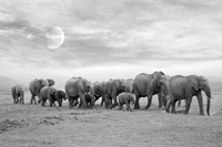 Elephent Family Fine Art Print