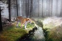 Forest King 2 Fine Art Print