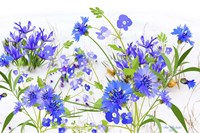 My Garden 3 Fine Art Print