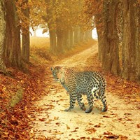 Nature S10 Fine Art Print