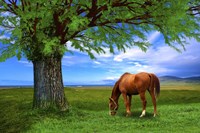 Nature S21 Fine Art Print