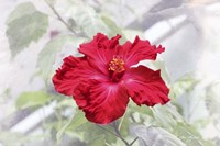 Red Is Beautiful Fine Art Print