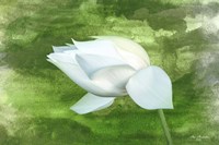White Lotus Fine Art Print