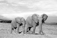 Elephant Mother Fine Art Print