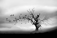 Lone Tree And Birds Fine Art Print