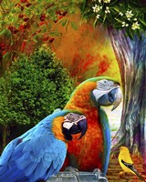 Parrot Love 3 Fine Art Print