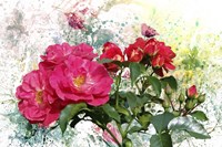 Roses Are Beautiful Fine Art Print