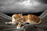 Time To Rest Fine Art Print