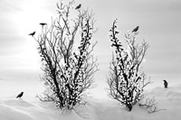Winter Is Beautiful Fine Art Print