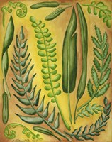 Fern 3 Fine Art Print