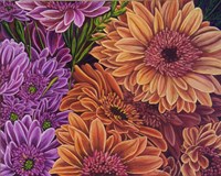 Gerbera Mostly Salmon Fine Art Print